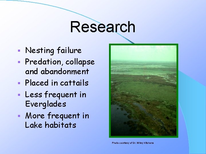 Research § § § Nesting failure Predation, collapse and abandonment Placed in cattails Less