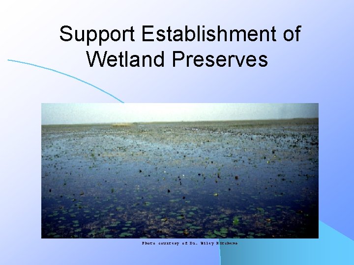 Support Establishment of Wetland Preserves Photo courtesy of Dr. Wiley Kitchens 