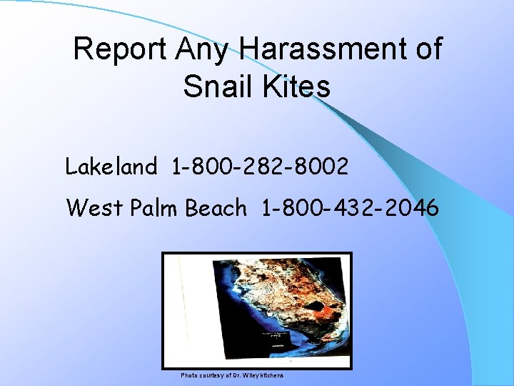 Report Any Harassment of Snail Kites Lakeland 1 -800 -282 -8002 West Palm Beach