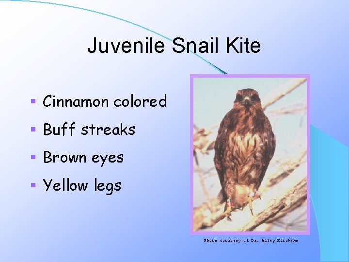 Juvenile Snail Kite § Cinnamon colored § Buff streaks § Brown eyes § Yellow