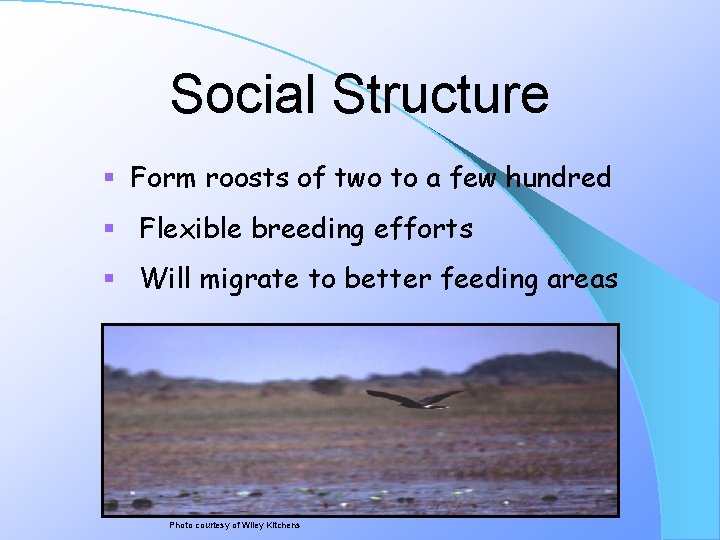 Social Structure § Form roosts of two to a few hundred § Flexible breeding