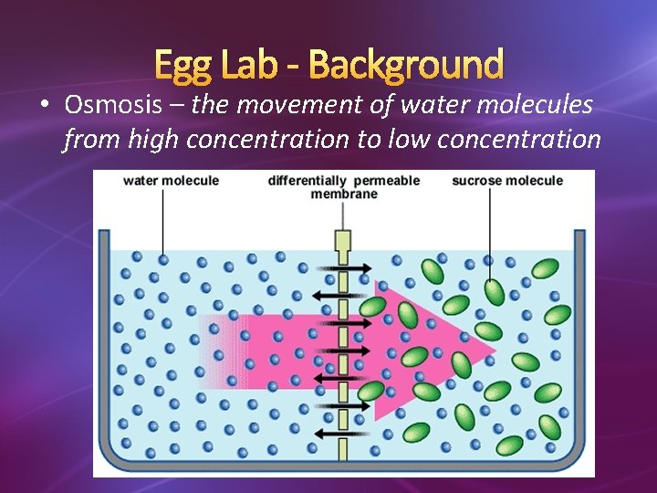 Egg Lab - Background • Osmosis – the movement of water molecules from high