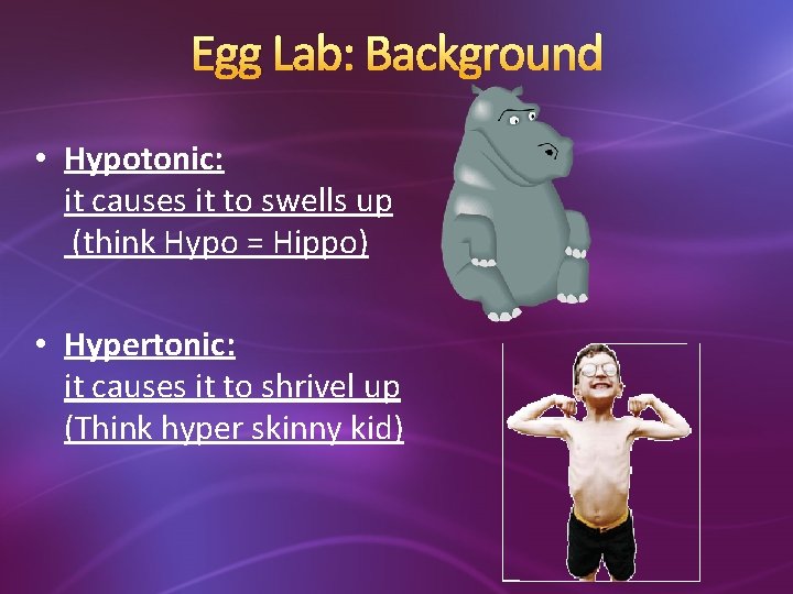 Egg Lab: Background • Hypotonic: it causes it to swells up (think Hypo =