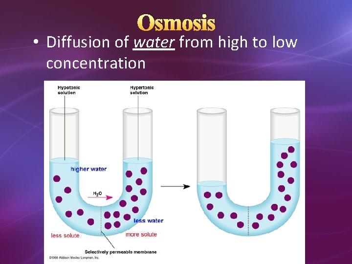 Osmosis • Diffusion of water from high to low concentration 