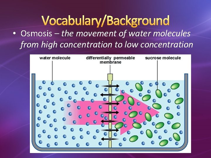 Vocabulary/Background • Osmosis – the movement of water molecules from high concentration to low