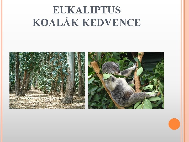 EUKALIPTUS KOALÁK KEDVENCE 