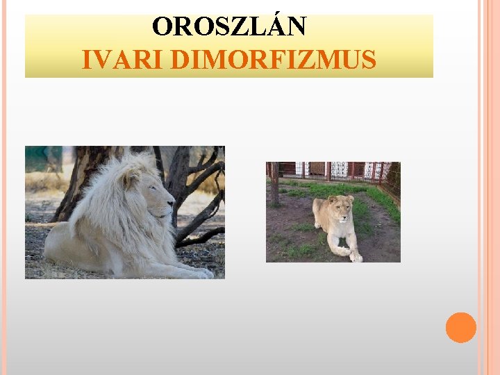 OROSZLÁN IVARI DIMORFIZMUS 