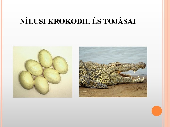 NÍLUSI KROKODIL ÉS TOJÁSAI 