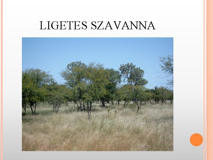 LIGETES SZAVANNA 