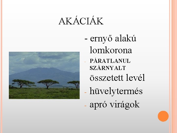 AKÁCIÁK - ernyő alakú lomkorona - - PÁRATLANUL SZÁRNYALT összetett levél hüvelytermés apró virágok AKÁCIÁK - ernyő alakú lomkorona - - PÁRATLANUL SZÁRNYALT összetett levél hüvelytermés apró virágok