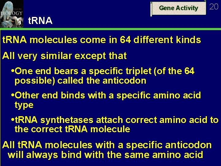 Chapter 14 Gene Activity Gene Activity Outline Function
