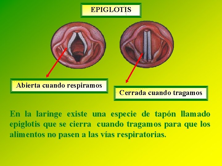 EPIGLOTIS Abierta cuando respiramos Cerrada cuando tragamos En la laringe existe una especie de