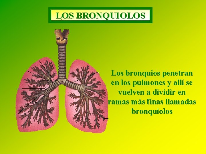LOS BRONQUIOLOS Los bronquios penetran en los pulmones y allí se vuelven a dividir