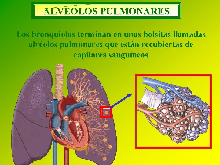 ALVEOLOS PULMONARES Los bronquiolos terminan en unas bolsitas llamadas alvéolos pulmonares que están recubiertas