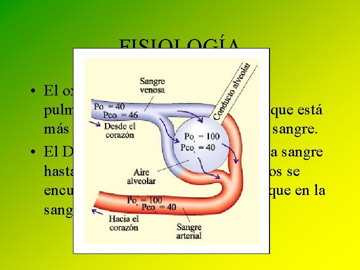 FISIOLOGÍA • El oxígeno pasa desde los alveolos pulmonares hasta la sangre, puesto que
