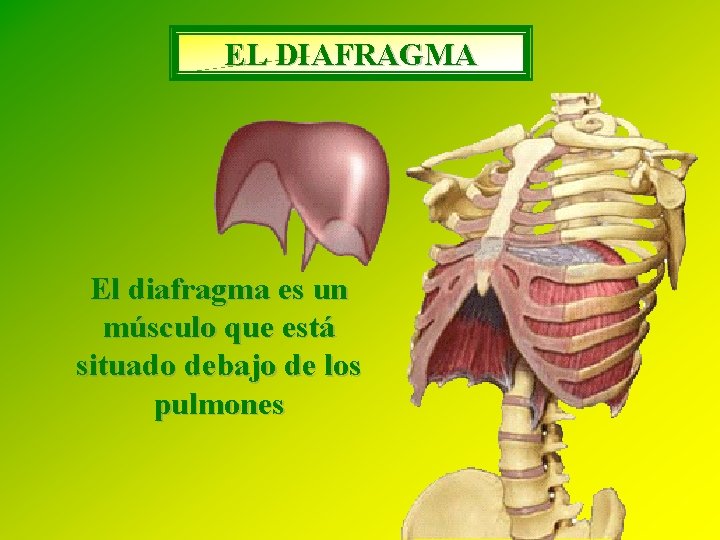 EL DIAFRAGMA El diafragma es un músculo que está situado debajo de los pulmones