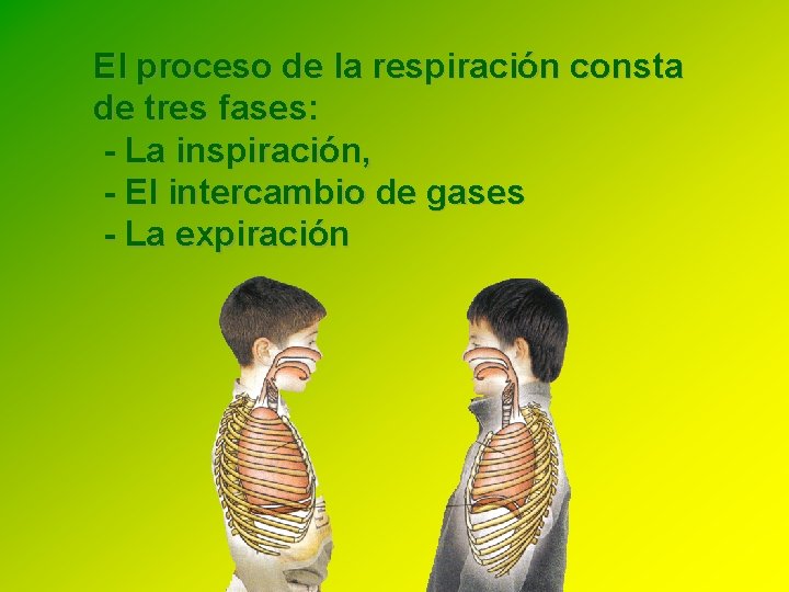 El proceso de la respiración consta de tres fases: - La inspiración, - El