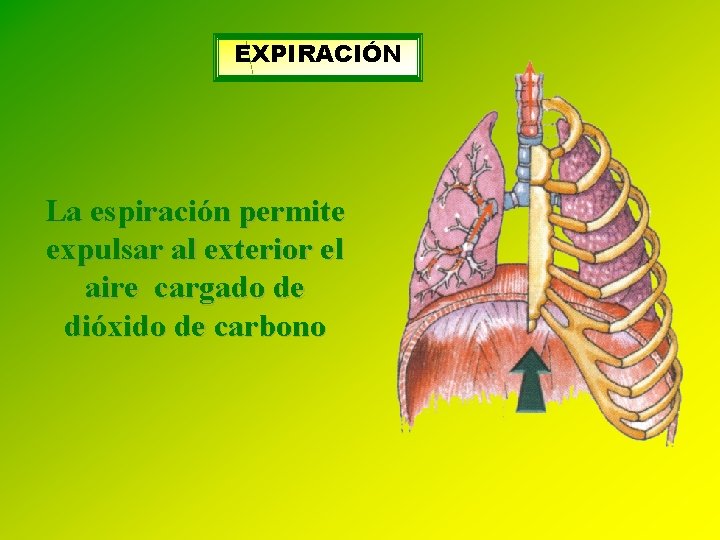 EXPIRACIÓN La espiración permite expulsar al exterior el aire cargado de dióxido de carbono