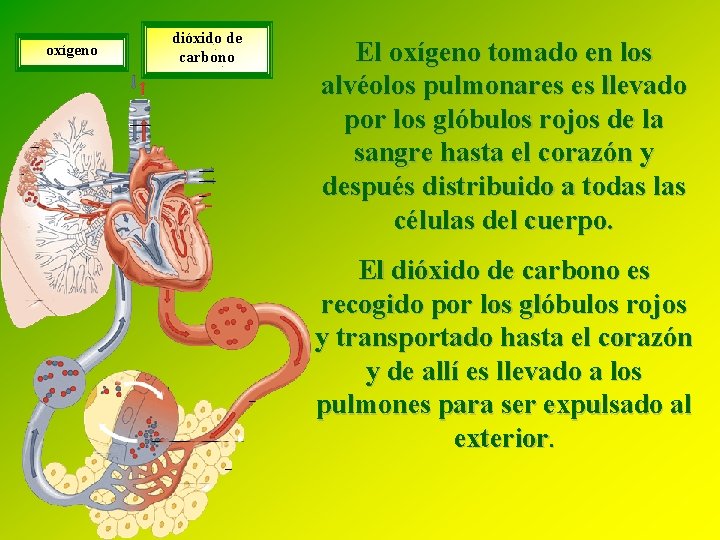 oxígeno dióxido de carbono El oxígeno tomado en los alvéolos pulmonares es llevado por