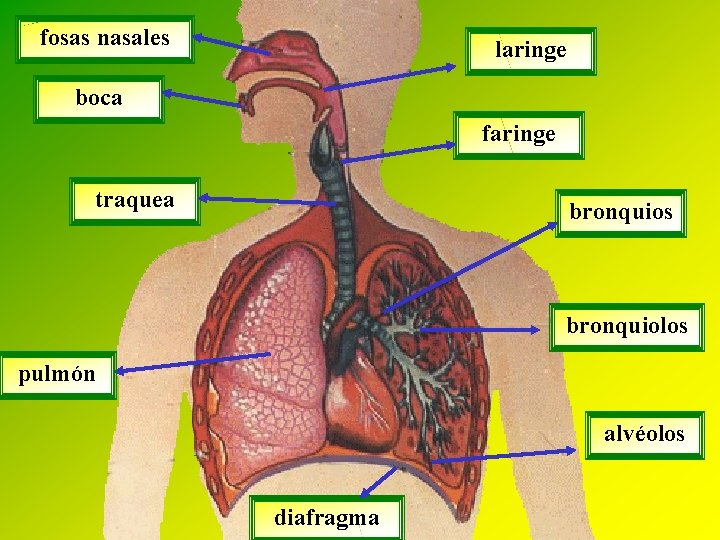 fosas nasales laringe boca faringe traquea bronquios bronquiolos pulmón alvéolos diafragma 