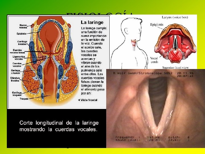 FISIOLOGÍA • LARINGE – Su entrada está regulada por una lengüeta fibrosa denominada epiglotis.