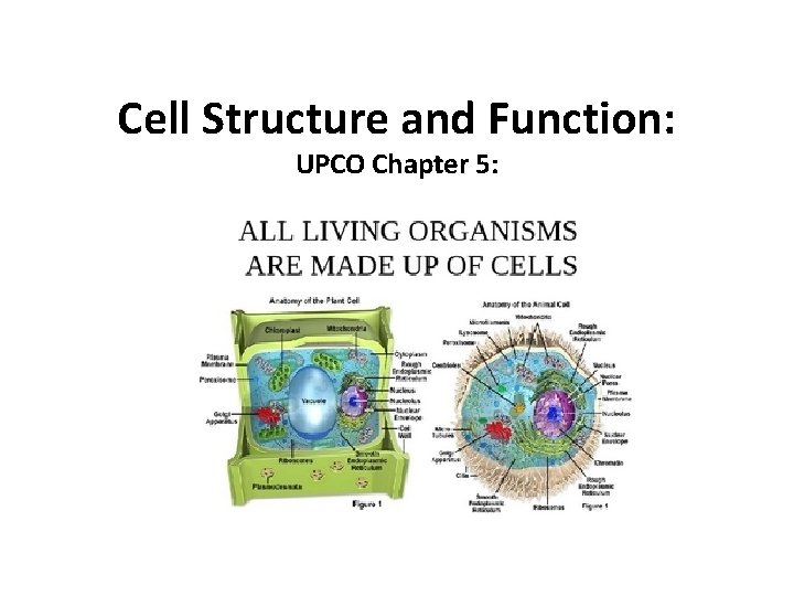 Cell Structure and Function: UPCO Chapter 5: 