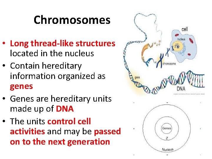 Chromosomes • Long thread-like structures located in the nucleus • Contain hereditary information organized