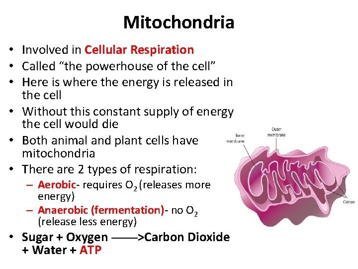 Mitochondria • Involved in Cellular Respiration • Called “the powerhouse of the cell” •
