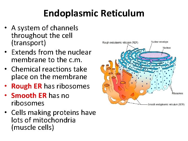 Endoplasmic Reticulum • A system of channels throughout the cell (transport) • Extends from