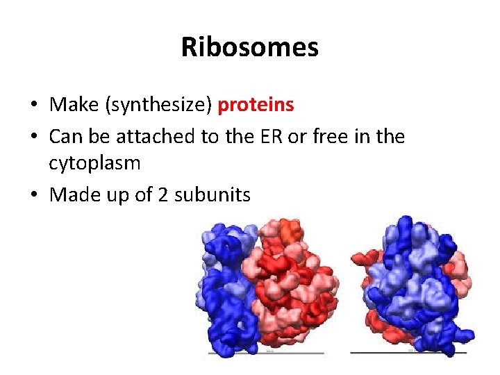 Ribosomes • Make (synthesize) proteins • Can be attached to the ER or free