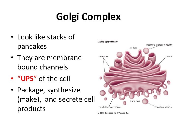 Golgi Complex • Look like stacks of pancakes • They are membrane bound channels