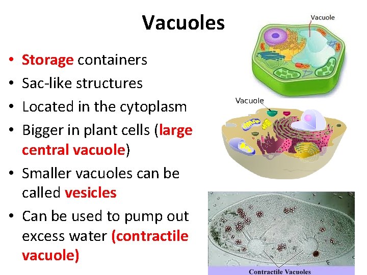 Vacuoles Storage containers Sac-like structures Located in the cytoplasm Bigger in plant cells (large