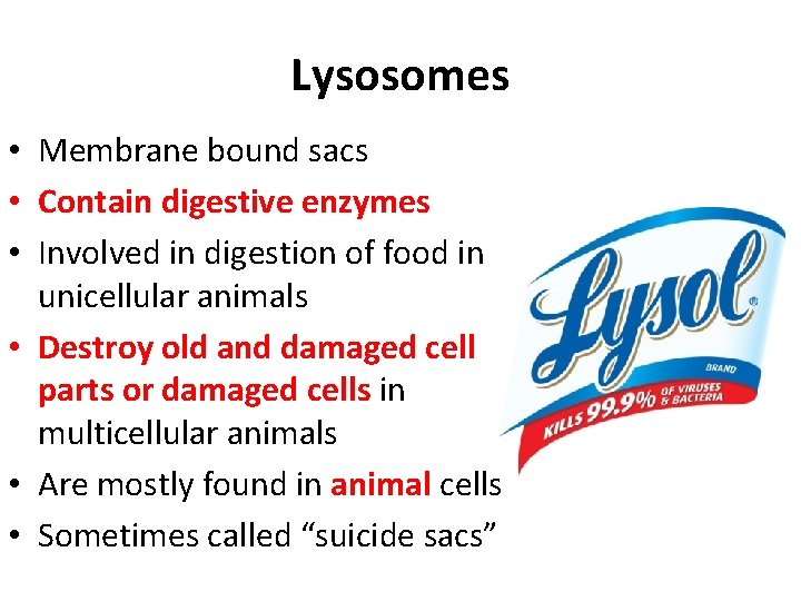 Lysosomes • Membrane bound sacs • Contain digestive enzymes • Involved in digestion of