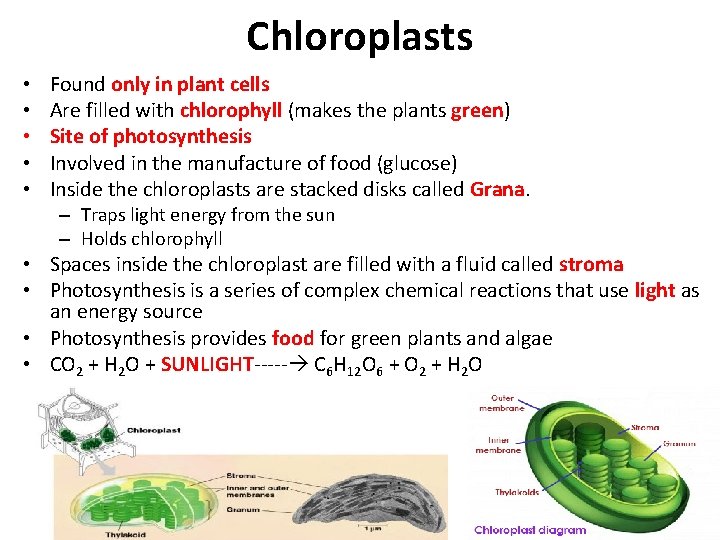 Chloroplasts • • • Found only in plant cells Are filled with chlorophyll (makes