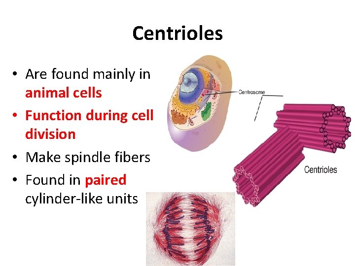 Centrioles • Are found mainly in animal cells • Function during cell division •