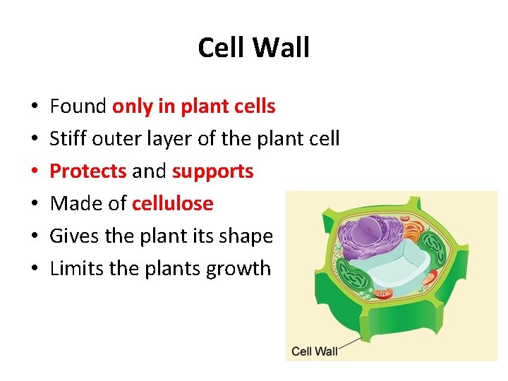 Cell Wall • • • Found only in plant cells Stiff outer layer of