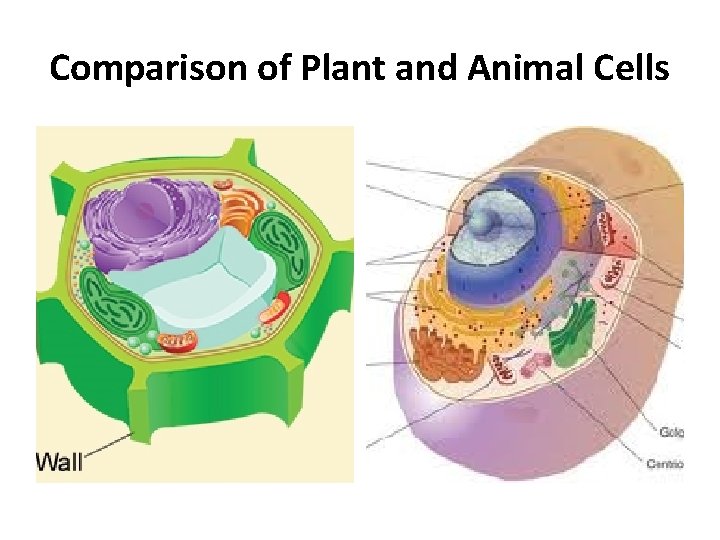 Comparison of Plant and Animal Cells 