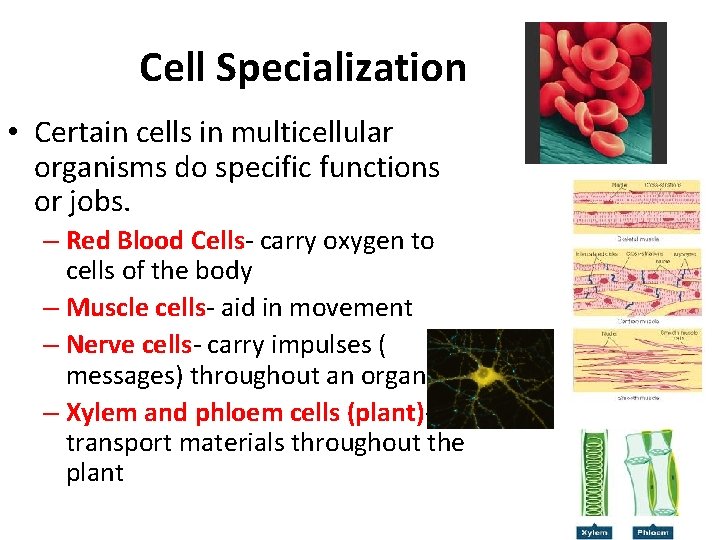Cell Specialization • Certain cells in multicellular organisms do specific functions or jobs. –