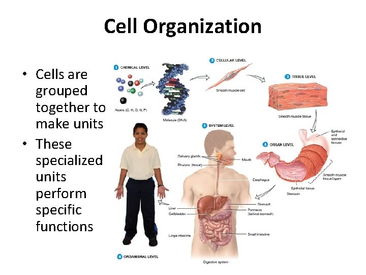 Cell Organization • Cells are grouped together to make units • These specialized units