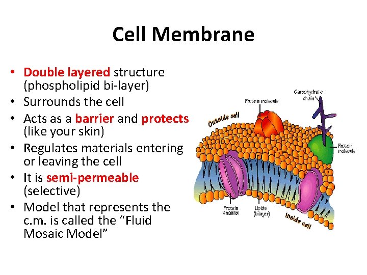Cell Membrane • Double layered structure (phospholipid bi-layer) • Surrounds the cell • Acts