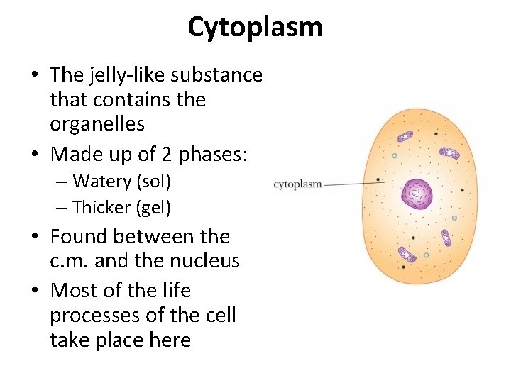 Cytoplasm • The jelly-like substance that contains the organelles • Made up of 2