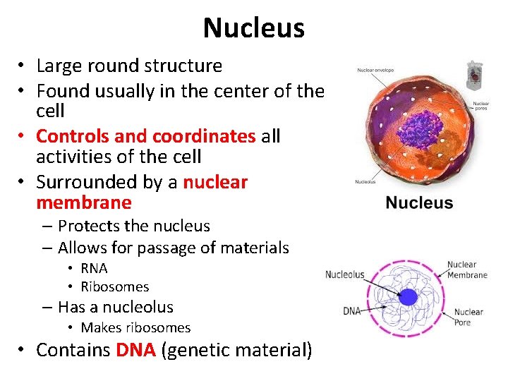 Nucleus • Large round structure • Found usually in the center of the cell