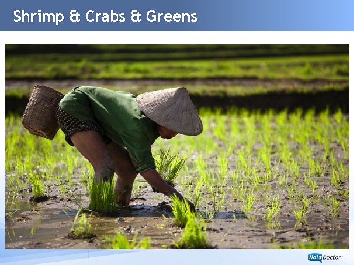 Shrimp & Crabs & Greens www. univision. com 