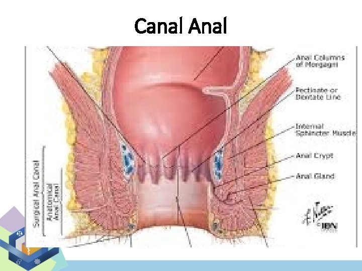 Canal Anal 