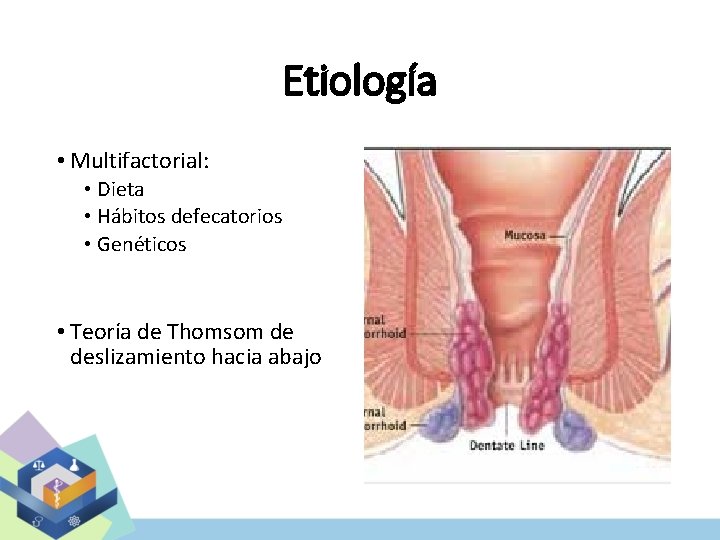 Etiología • Multifactorial: • Dieta • Hábitos defecatorios • Genéticos • Teoría de Thomsom