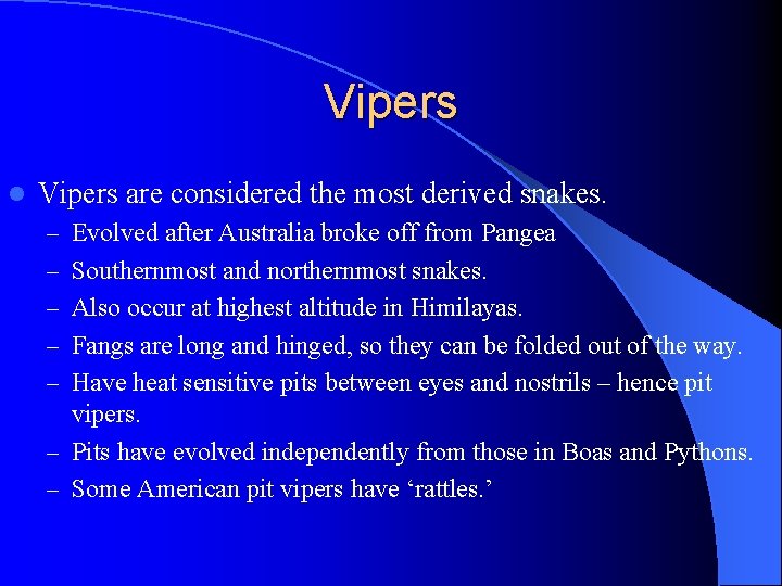 Vipers l Vipers are considered the most derived snakes. – Evolved after Australia broke