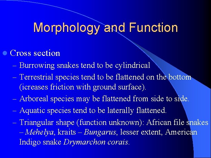 Morphology and Function l Cross section – Burrowing snakes tend to be cylindrical –