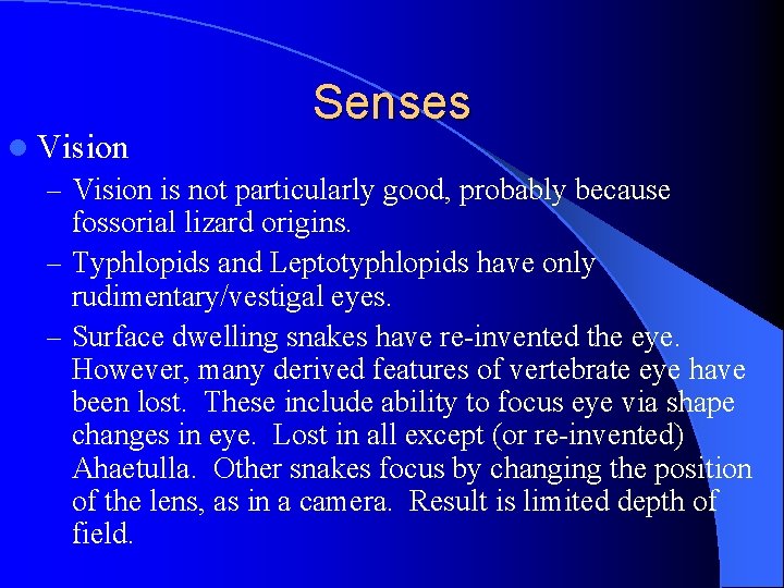 Senses l Vision – Vision is not particularly good, probably because fossorial lizard origins.