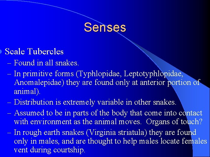 Senses l Scale Tubercles – Found in all snakes. – In primitive forms (Typhlopidae,