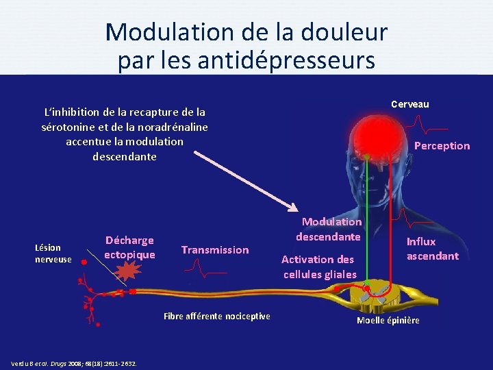 Modulation de la douleur par les antidépresseurs Cerveau L’inhibition de la recapture de la